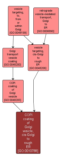 GO:0010788 - COPI coating of Golgi vesicle, cis-Golgi to rough ER (interactive image map)