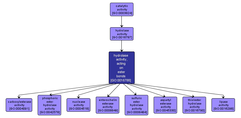 GO:0016788 - hydrolase activity, acting on ester bonds (interactive image map)