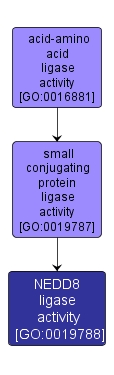 GO:0019788 - NEDD8 ligase activity (interactive image map)