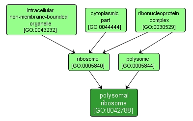 GO:0042788 - polysomal ribosome (interactive image map)