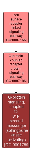 GO:0001789 - G-protein signaling, coupled to S1P second messenger (sphingosine kinase activating) (interactive image map)