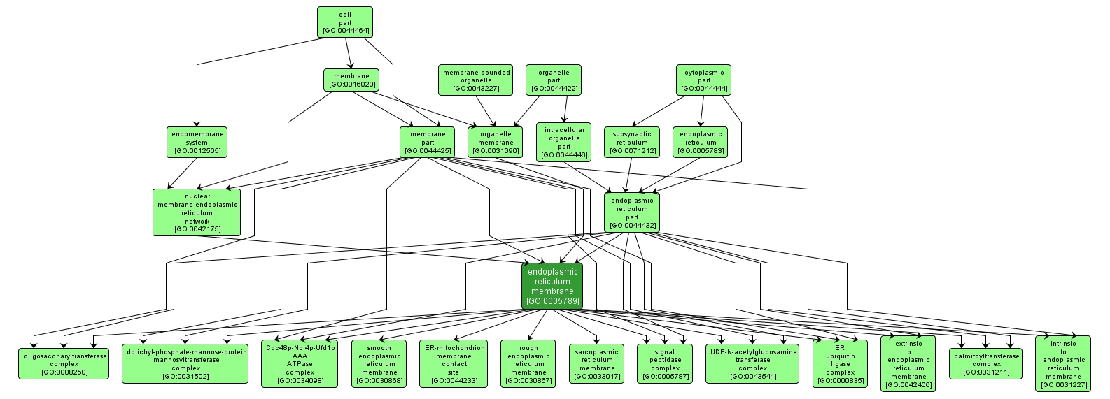 GO:0005789 - endoplasmic reticulum membrane (interactive image map)