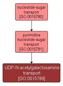 GO:0015789 - UDP-N-acetylgalactosamine transport (interactive image map)