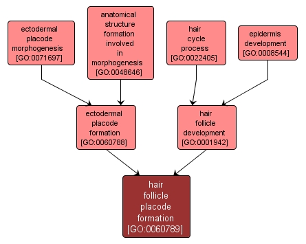 GO:0060789 - hair follicle placode formation (interactive image map)