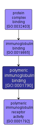 GO:0001790 - polymeric immunoglobulin binding (interactive image map)