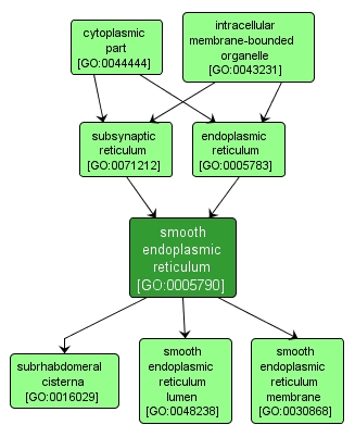 GO:0005790 - smooth endoplasmic reticulum (interactive image map)