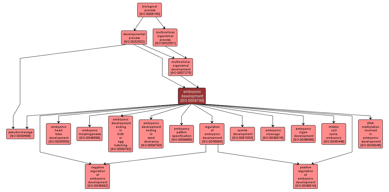 GO:0009790 - embryonic development (interactive image map)