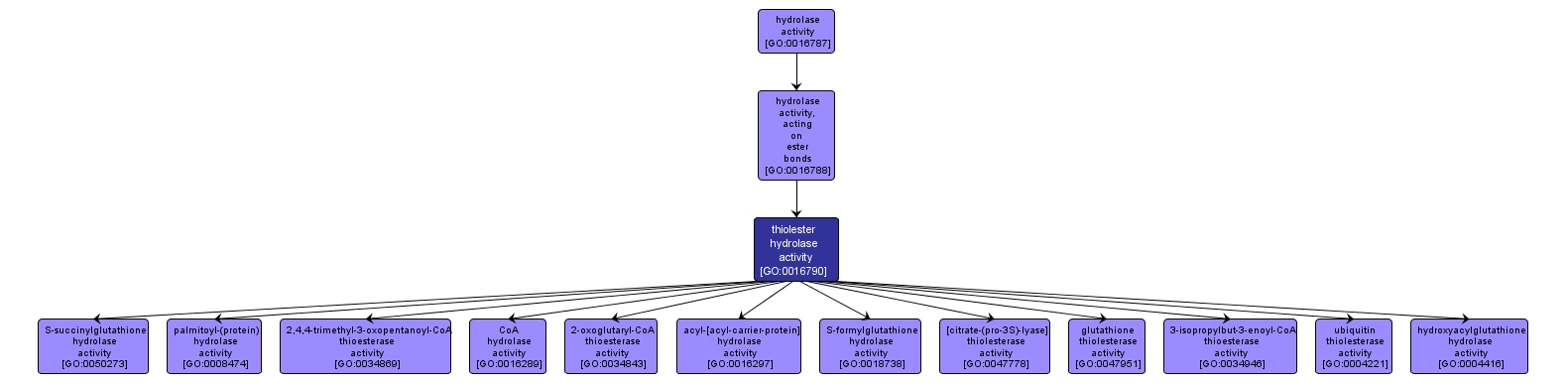 GO:0016790 - thiolester hydrolase activity (interactive image map)