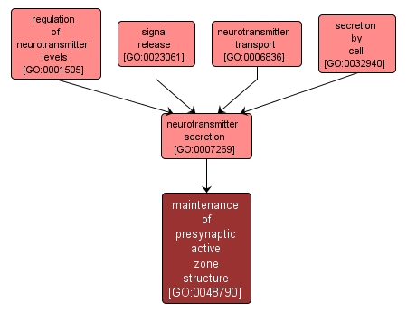 GO:0048790 - maintenance of presynaptic active zone structure (interactive image map)