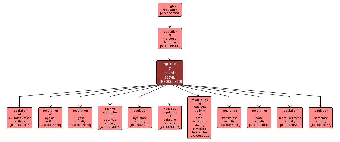 GO:0050790 - regulation of catalytic activity (interactive image map)