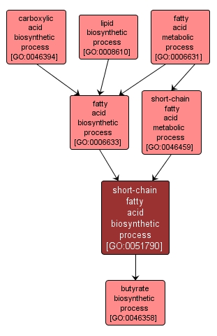 GO:0051790 - short-chain fatty acid biosynthetic process (interactive image map)