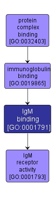 GO:0001791 - IgM binding (interactive image map)