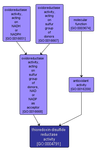 GO:0004791 - thioredoxin-disulfide reductase activity (interactive image map)