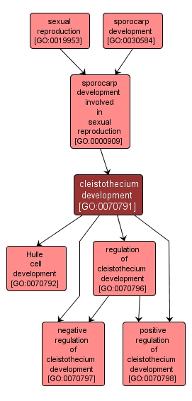 GO:0070791 - cleistothecium development (interactive image map)