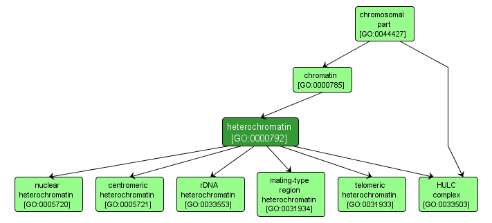 GO:0000792 - heterochromatin (interactive image map)