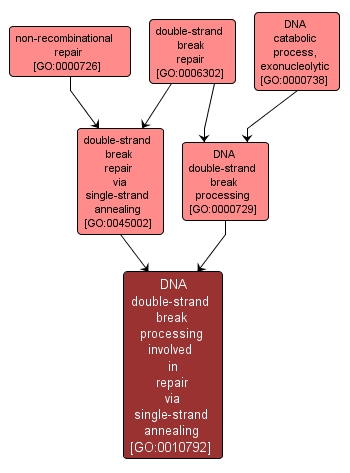 GO:0010792 - DNA double-strand break processing involved in repair via single-strand annealing (interactive image map)