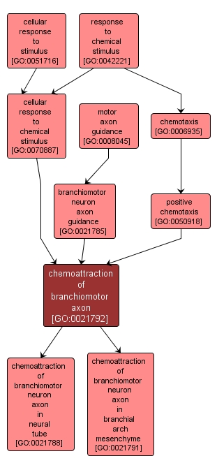 GO:0021792 - chemoattraction of branchiomotor axon (interactive image map)