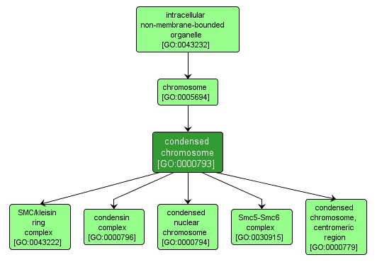 GO:0000793 - condensed chromosome (interactive image map)