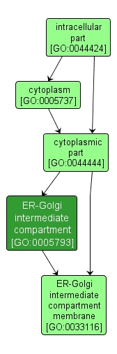 GO:0005793 - ER-Golgi intermediate compartment (interactive image map)