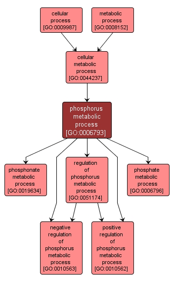 GO:0006793 - phosphorus metabolic process (interactive image map)