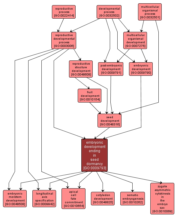 GO:0009793 - embryonic development ending in seed dormancy (interactive image map)