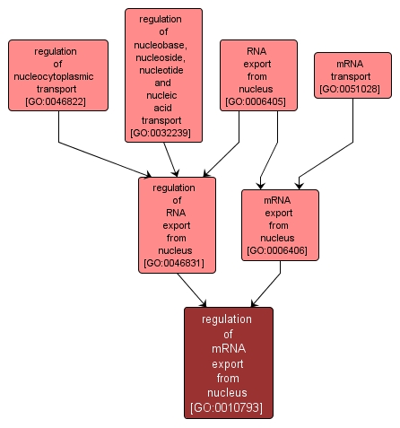 GO:0010793 - regulation of mRNA export from nucleus (interactive image map)