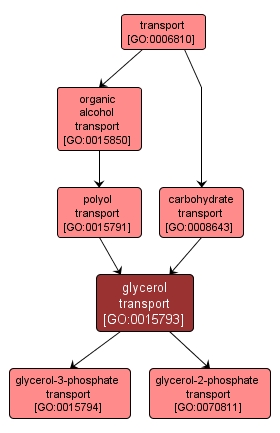 GO:0015793 - glycerol transport (interactive image map)