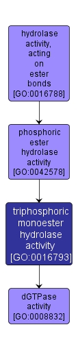 GO:0016793 - triphosphoric monoester hydrolase activity (interactive image map)
