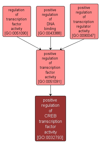 GO:0032793 - positive regulation of CREB transcription factor activity (interactive image map)