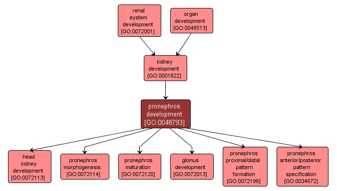 GO:0048793 - pronephros development (interactive image map)