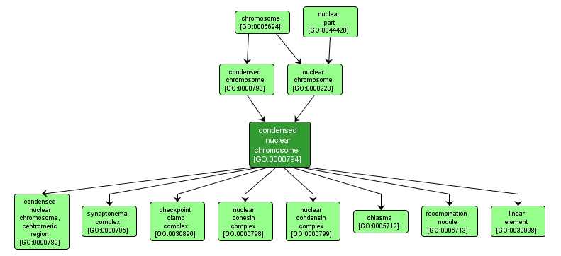 GO:0000794 - condensed nuclear chromosome (interactive image map)