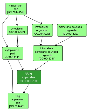 GO:0005794 - Golgi apparatus (interactive image map)