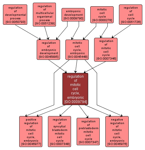 GO:0009794 - regulation of mitotic cell cycle, embryonic (interactive image map)