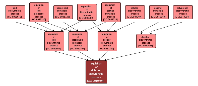 GO:0010794 - regulation of dolichol biosynthetic process (interactive image map)
