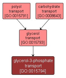 GO:0015794 - glycerol-3-phosphate transport (interactive image map)