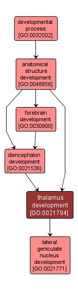 GO:0021794 - thalamus development (interactive image map)