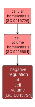 GO:0045794 - negative regulation of cell volume (interactive image map)
