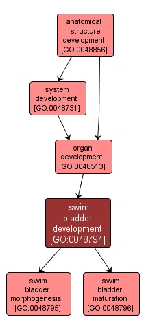 GO:0048794 - swim bladder development (interactive image map)