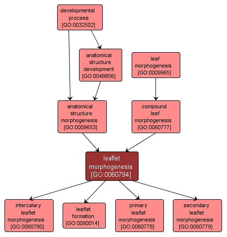 GO:0060794 - leaflet morphogenesis (interactive image map)