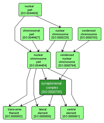 GO:0000795 - synaptonemal complex (interactive image map)