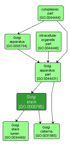 GO:0005795 - Golgi stack (interactive image map)