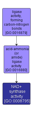 GO:0008795 - NAD+ synthase activity (interactive image map)