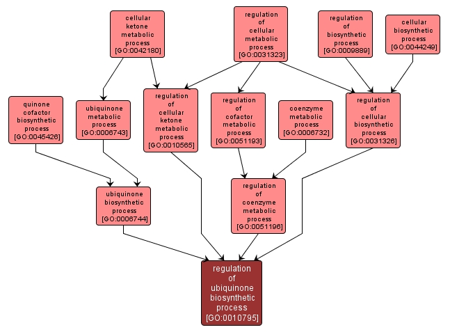 GO:0010795 - regulation of ubiquinone biosynthetic process (interactive image map)