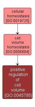GO:0045795 - positive regulation of cell volume (interactive image map)