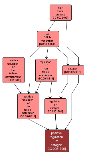 GO:0051795 - positive regulation of catagen (interactive image map)