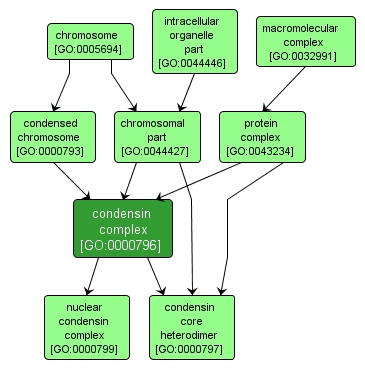 GO:0000796 - condensin complex (interactive image map)