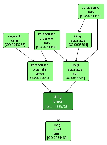 GO:0005796 - Golgi lumen (interactive image map)