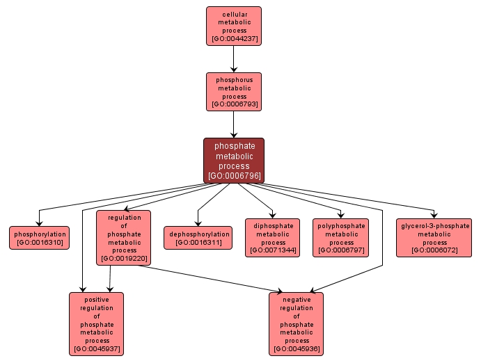 GO:0006796 - phosphate metabolic process (interactive image map)