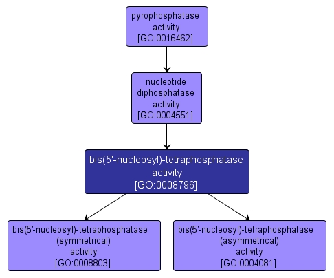 GO:0008796 - bis(5'-nucleosyl)-tetraphosphatase activity (interactive image map)