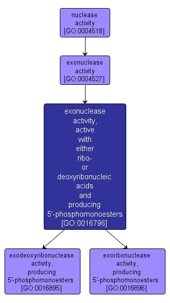 GO:0016796 - exonuclease activity, active with either ribo- or deoxyribonucleic acids and producing 5'-phosphomonoesters (interactive image map)